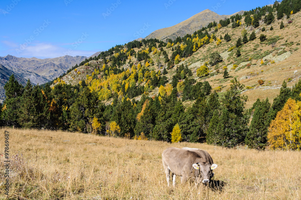 Obraz premium Cows in a meadow, in the Valley of Estanyo River, Andorra
