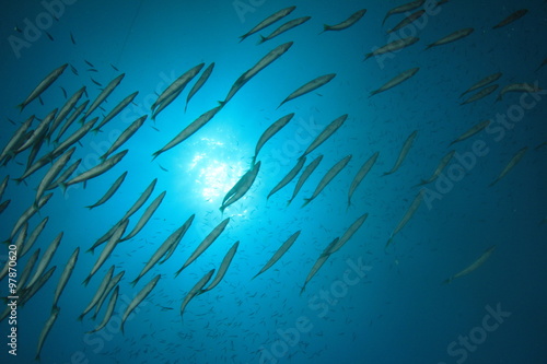 Fish school in Ocean underwater