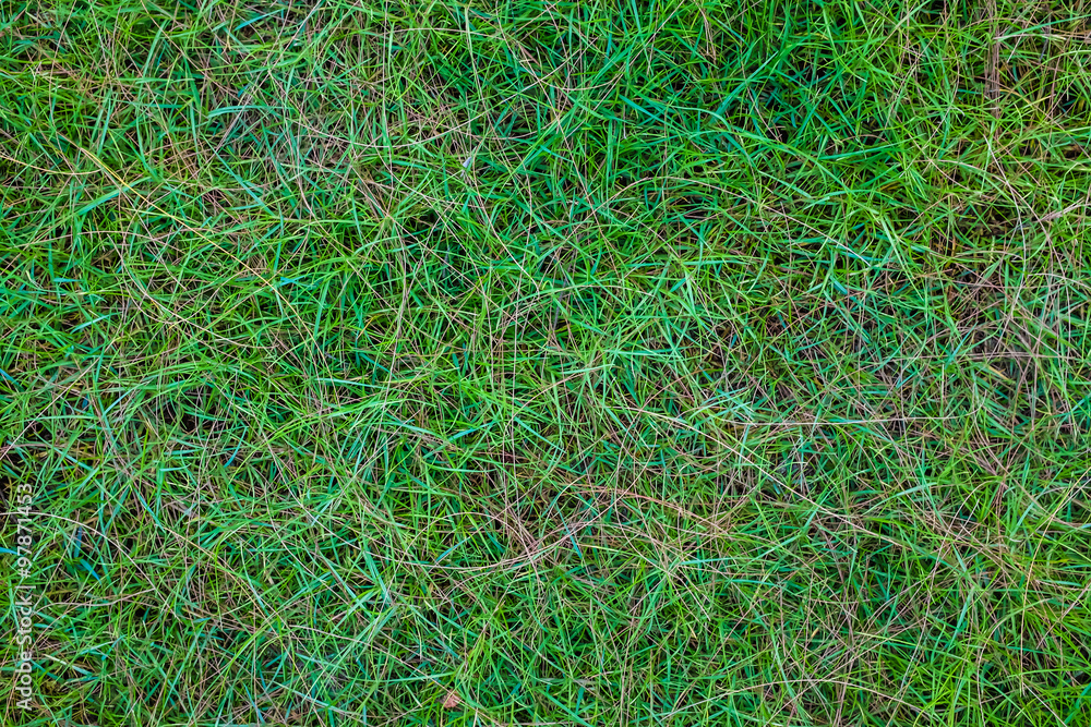 Background of a green grass. Background of a green grass.