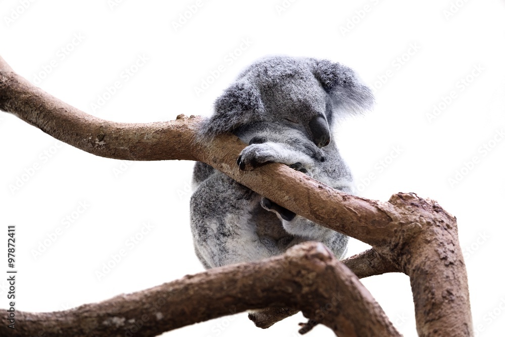 Fototapeta premium Cute sleeping koala isolated on white
