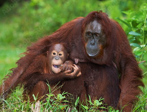 Female orangutan with a baby in the wild. Indonesia. The island of Kalimantan (Borneo). An excellent illustration. © gudkovandrey