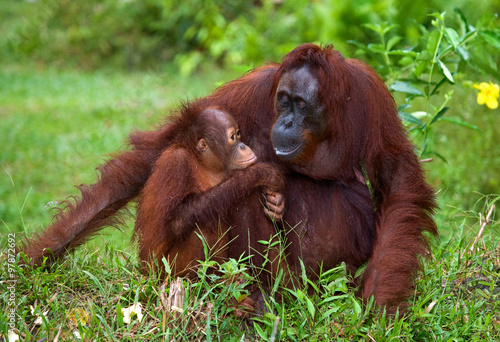 Female orangutan with a baby in the wild. Indonesia. The island of Kalimantan (Borneo). An excellent illustration.