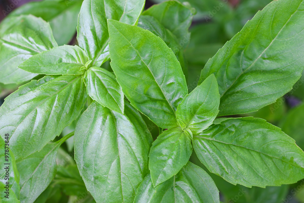 Closeup photo of home grown Italian Basil, known as Sweet Basil, in the garden Closeup photo of home grown Italian Basil, known as Sweet Basil, in the garden