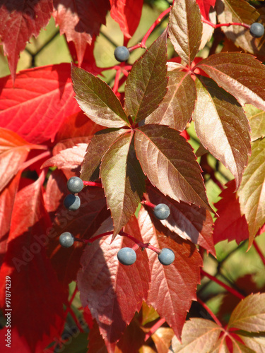 close photo of red leaves and blue fruits of woodbine