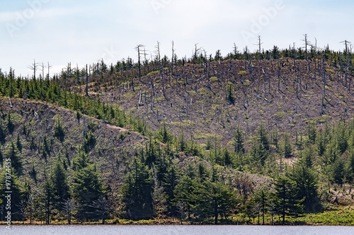 Fotografie coast of Sakhalin island with a growing larches