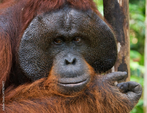 Portrait of a male orangutan. Close-up. Indonesia. The island of Kalimantan (Borneo). An excellent illustration. © gudkovandrey