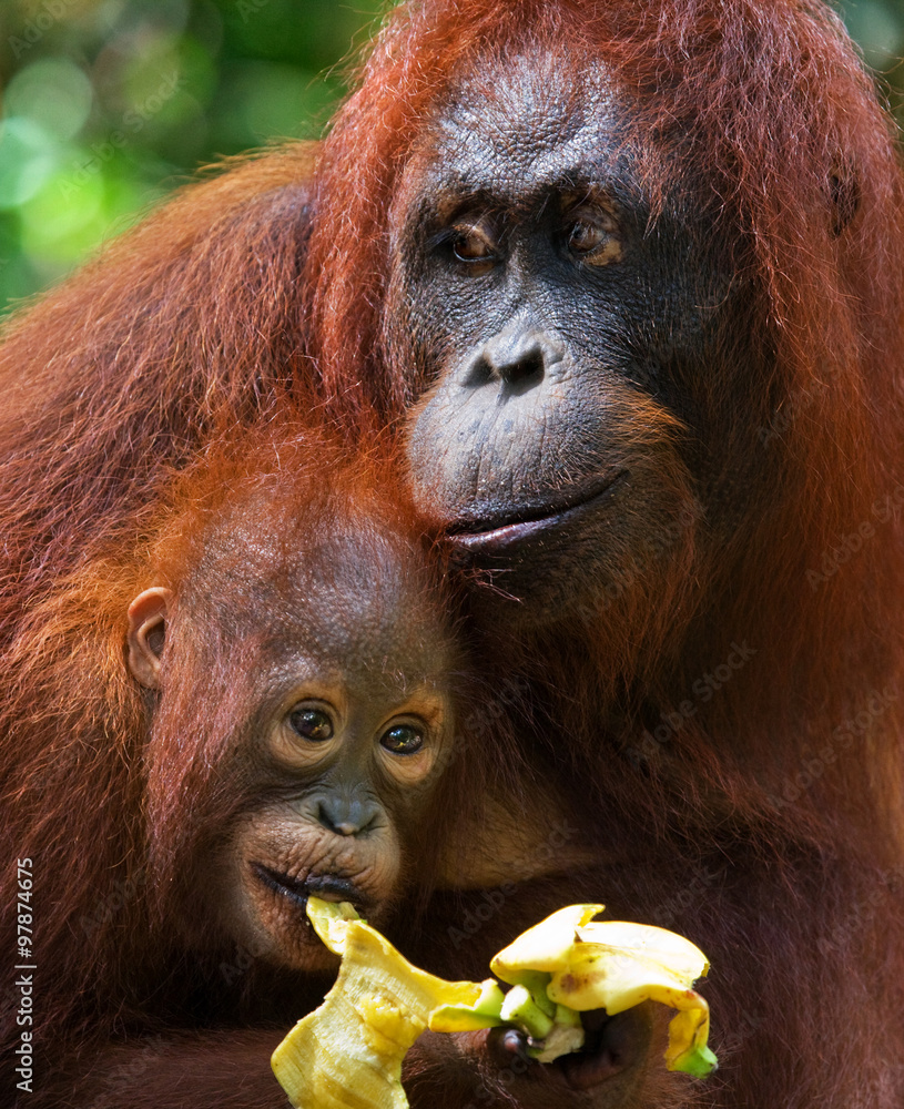 3 Borneo Orang Utan mit Baby Kalimantan D Ansichtskarte Indonesien 