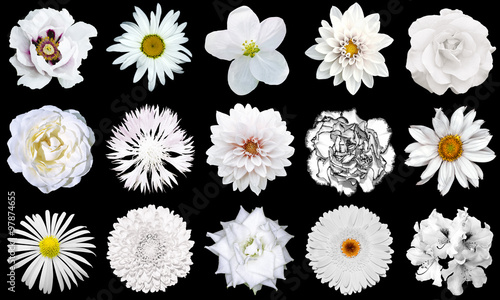 Mix collage of natural tender white flowers 15 in 1: peony, dahlia, roses, flax flower, pelargonium, gerbera, chrysanthemum, cornflower and daisy flower isolated on black