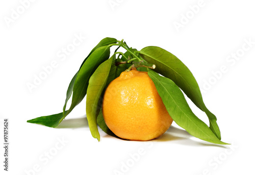 tangerines with leaves
