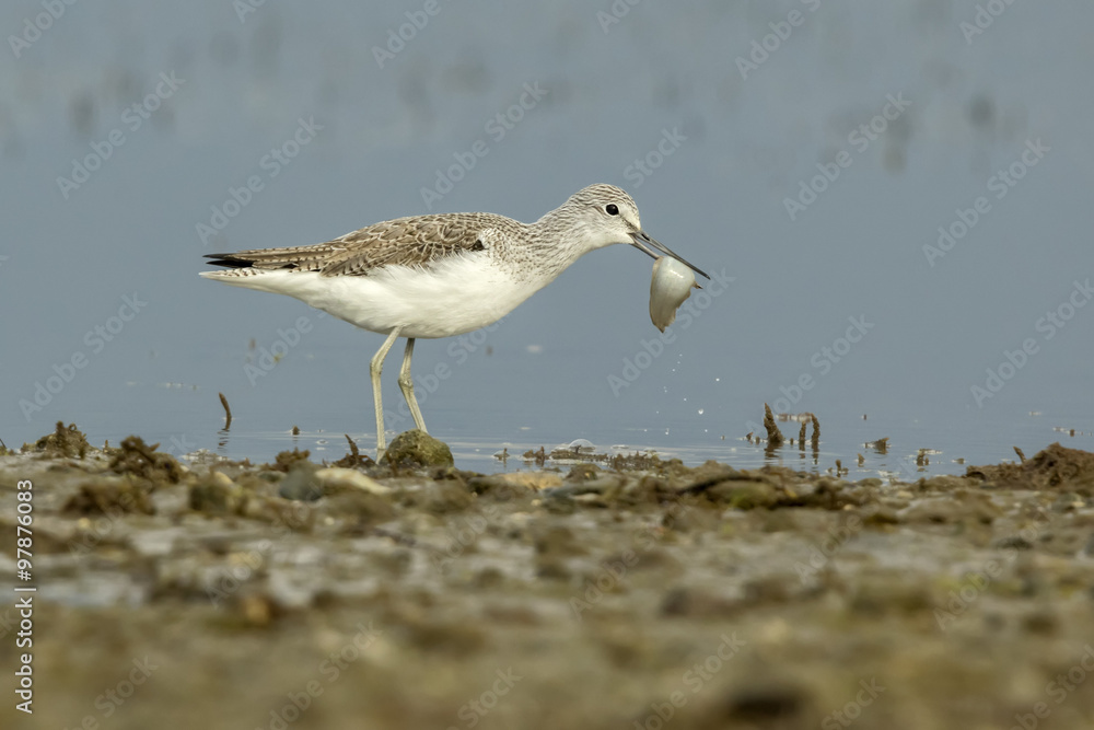 Common Greenshank With A Fish Common Greenshank With A Fish
