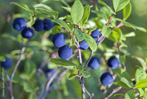 Blueberry bush, close-up