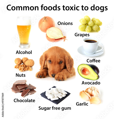 Fototapeta Naklejka Na Ścianę i Meble -  Foods toxic to dogs. Also available without text. 