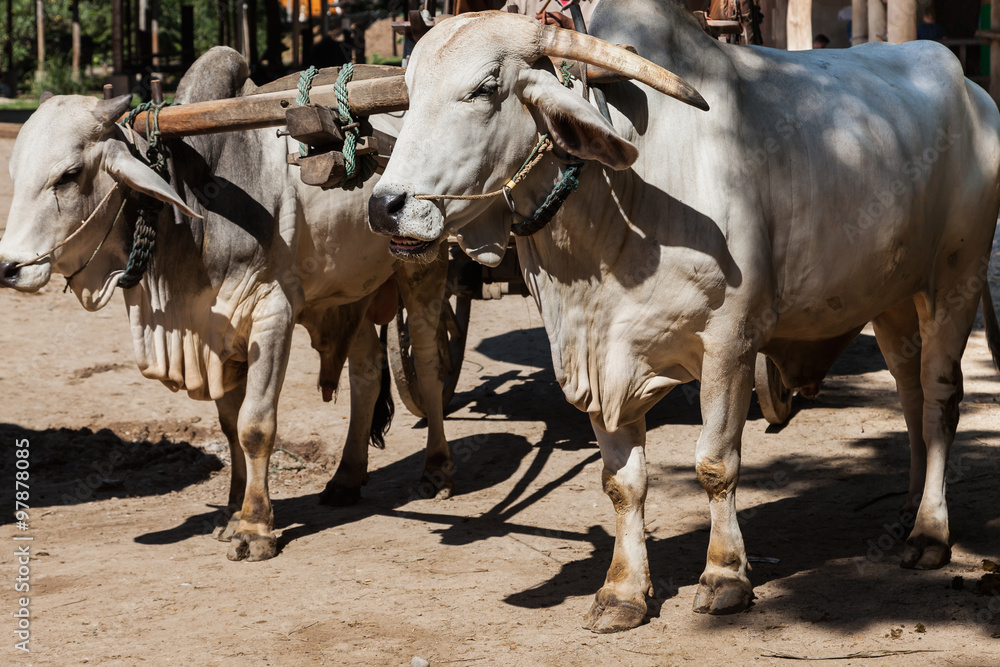 Closeup of two oxen that are harnessed to an oxcart/bullock cart