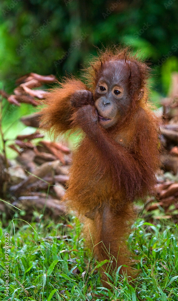 A baby orangutan in the wild. Indonesia. The island of Kalimantan (Borneo).  An excellent illustration. Stock Photo