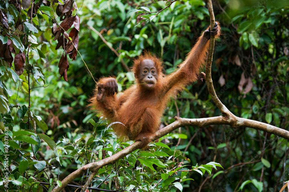 Obraz premium Baby orangutan in the wild. Indonesia. Island of Kalimantan (Borneo). 
