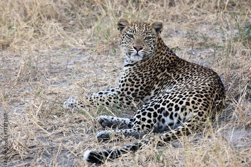 Okavango Leopard