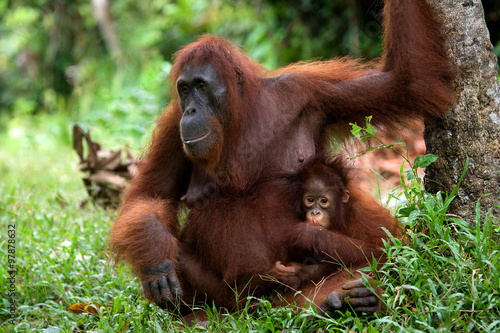 The female of the orangutan with a baby on ground. Indonesia. The island of Kalimantan  Borneo . An excellent illustration.