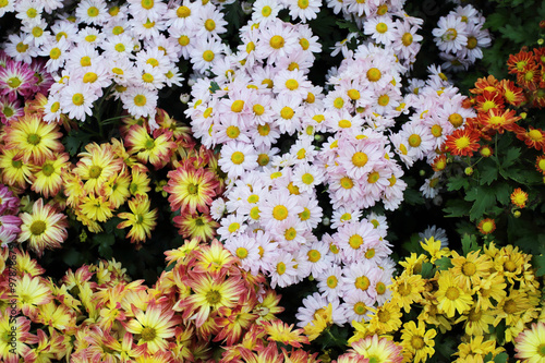 Flowers in garden photo