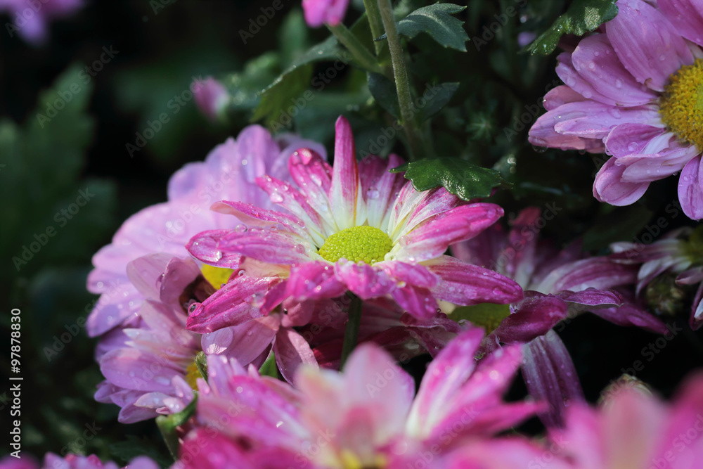 Obraz premium pink flowers