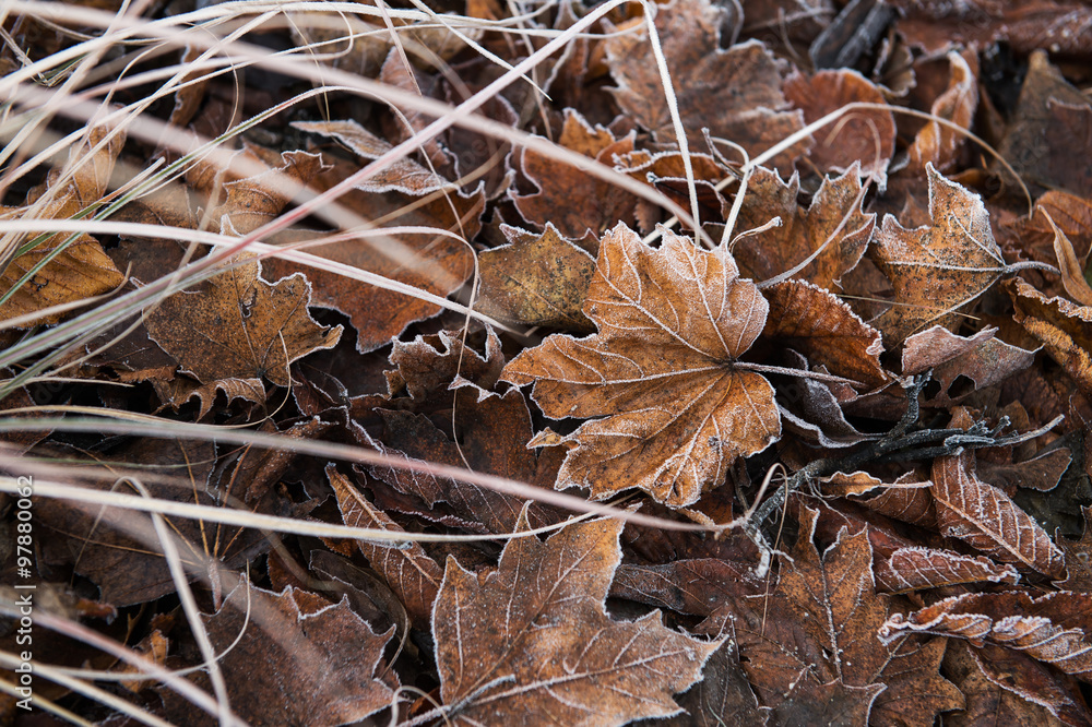 Frozen leaves background texture symbolizing winter frost mornings Frozen leaves background texture symbolizing winter frost mornings