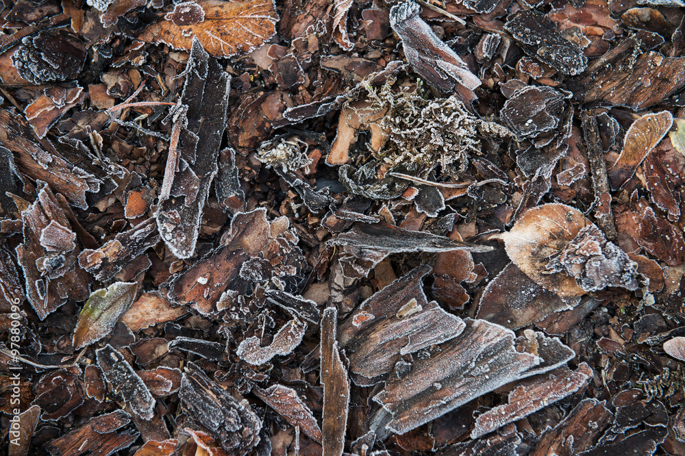 frozen leaves in autumn park. winter morning in a park. frosty foliage texture