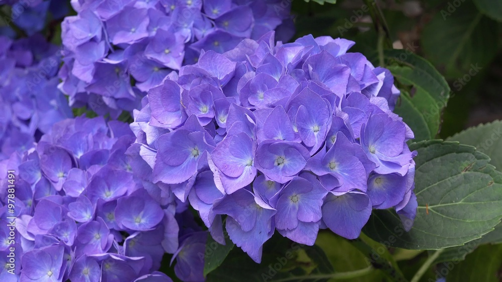 Blue Hydrangea in the nature Blue Hydrangea in the nature