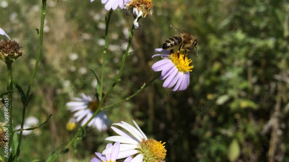 Bee on the flower Bee on the flower