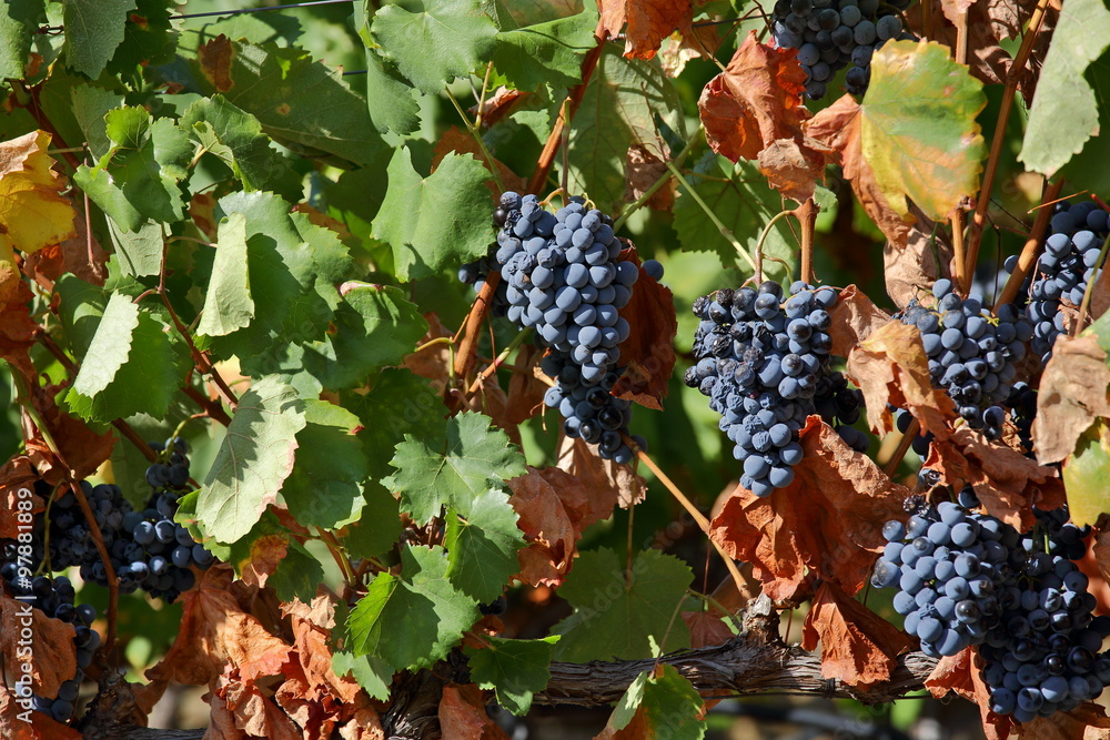 Grapes from Douro valley, Portugal
