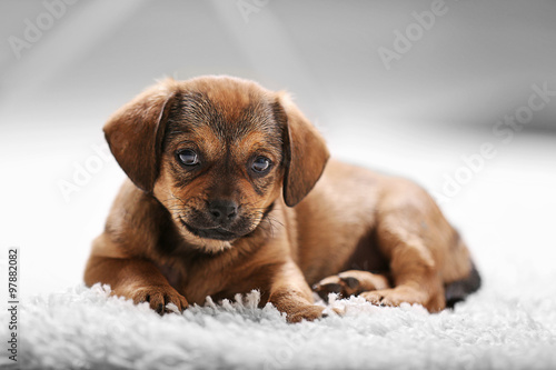 Cute puppy on carpet at home © Africa Studio
