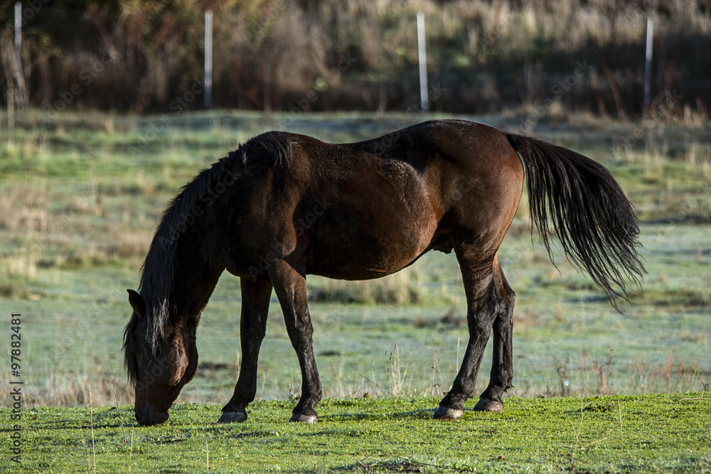 Obraz premium Primer Plano Caballo pastando