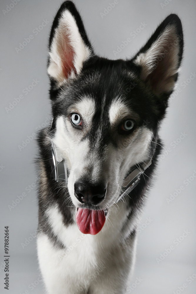 Portrait of young Husky in headphones on grey background Portrait of young Husky in headphones on grey background