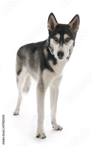 Siberian Husky in headphones, isolated on white