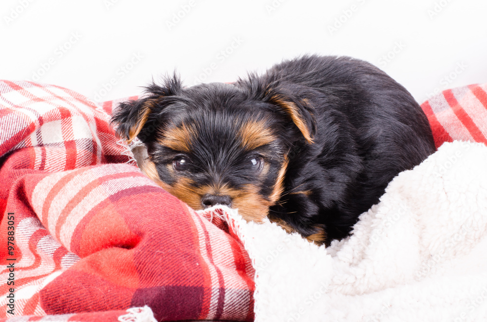 Portrait of yorkshire terrier puppy, 2 months old, isolated on white. Portrait of yorkshire terrier puppy, 2 months old, isolated on white.