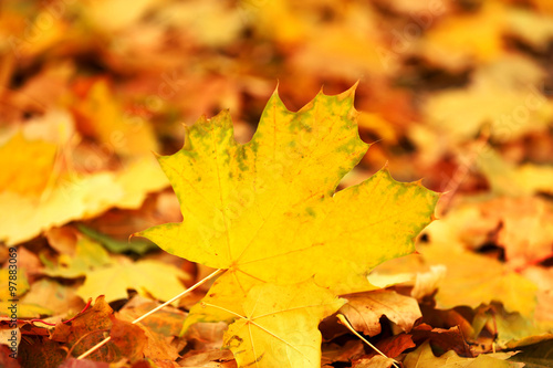 Colourful autumn leaves on the ground in the park  close up