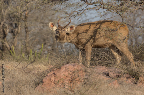 deer/sambar deer