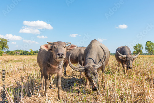 Buffalo in thailand © Maxxx