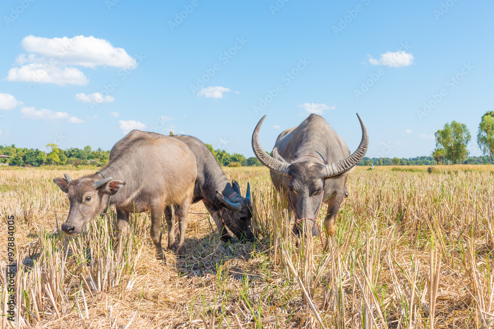 Buffalo in thailand Buffalo in thailand