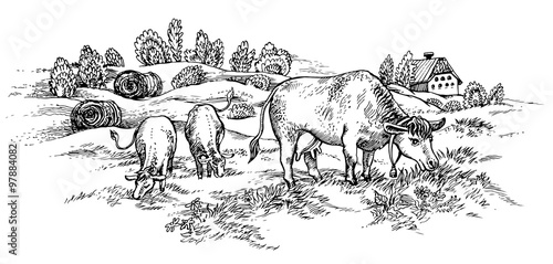 Field with cows. Vector illustration.