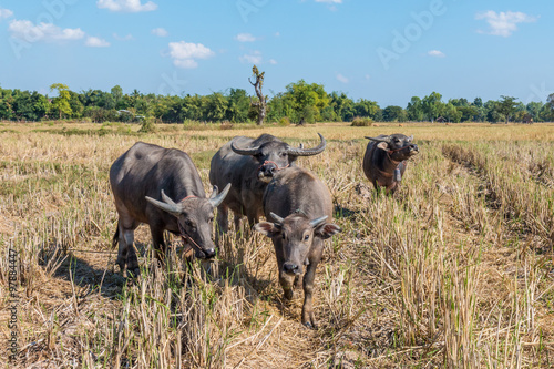 Fototapeta Naklejka Na Ścianę i Meble -  Buffalo in thailand