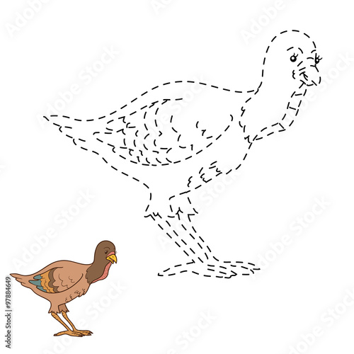 Connect the dots game: farm bird (turkey)
