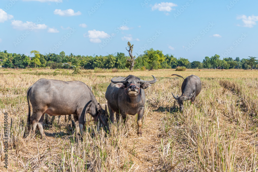 Buffalo in thailand