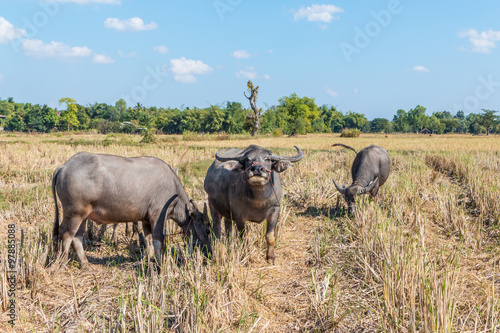 Buffalo in thailand © Maxxx