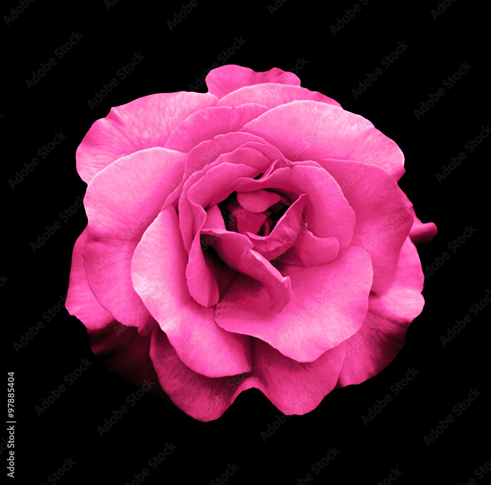 Fototapeta premium Surreal dark chrome pink rose flower macro isolated on black