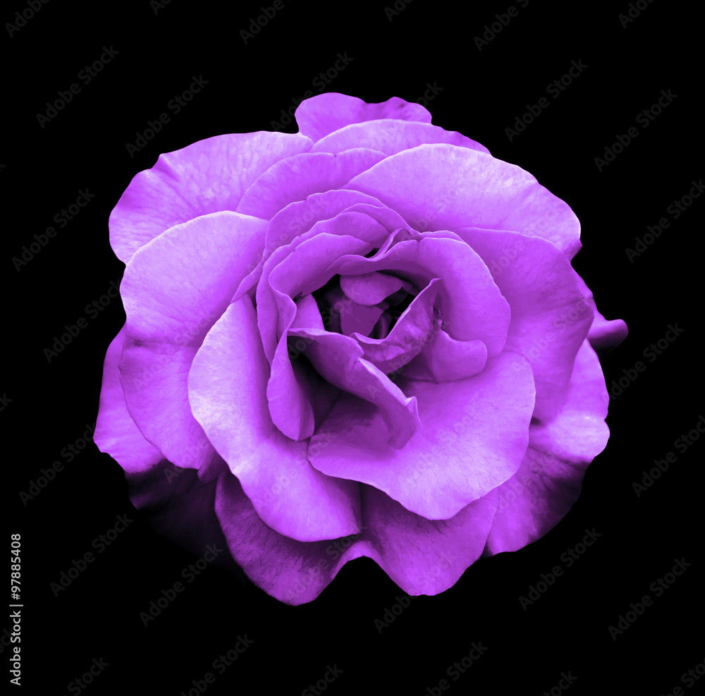 Fototapeta premium Surreal dark chrome purple rose flower macro isolated on black
