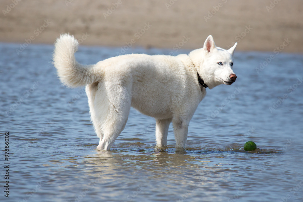 Wunderschöner Hund am Strand