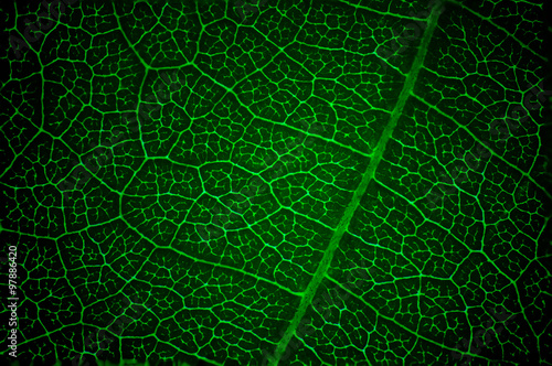 Green leaf macro texture background. © TaweeW.asurut