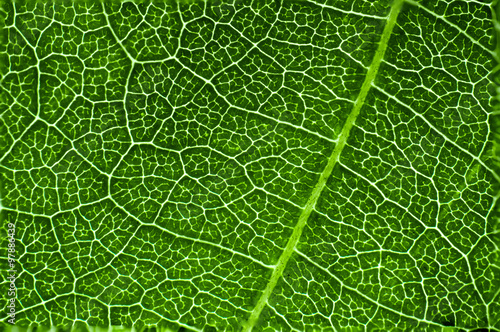 Green leaf macro texture background.