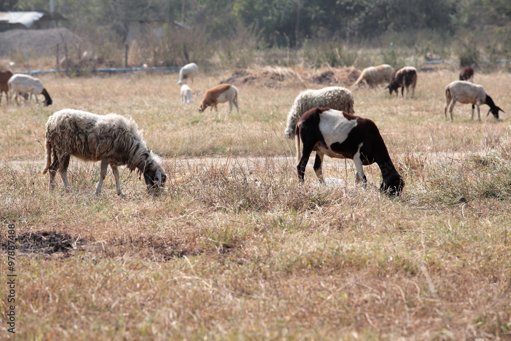 Fototapeta premium sheep and goat in field.