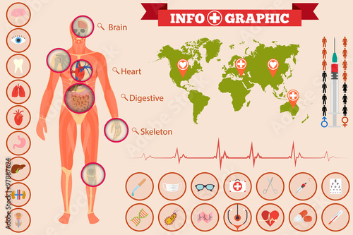 Medical anatomy infographics and additional elements. Vector illustration.