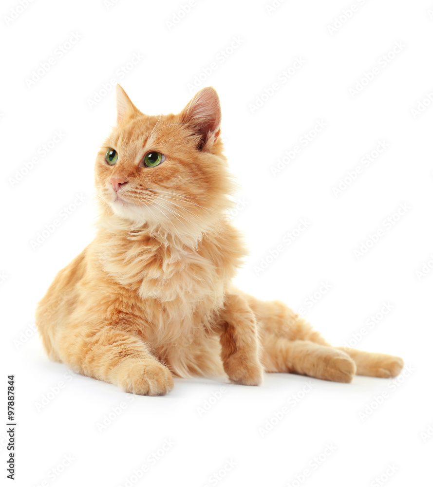 Fototapeta premium Fluffy red cat cleans itself isolated on white background